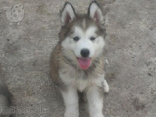 PoulaTo: ALASKI MALAMUTE